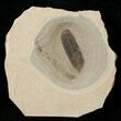 Fossil Caesalpinia Leaf & Unidentified Plant - Green River Formation #16328-1